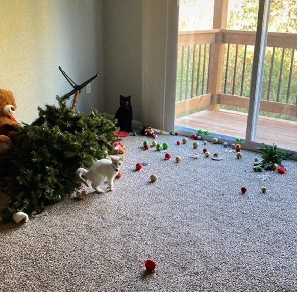 cute news tier katzen weihnachtsbaum

https://www.tiktok.com/@heystephaniedaniels/video/7157072390223105322