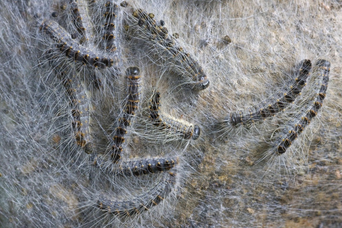 Nest von Eichenprozessionsspinner Thaumetopoea processionea am Baumstamm *** Nest from Oak Processionary Moth Thaumetopoea processionea on Tree trunk Copyright: imageBROKER/alimdix/xArterrax/xJohanxDe ...