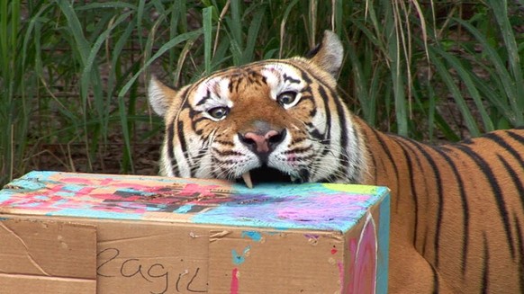 Tiger mit Kartonschachtel.

https://www.youtube.com/watch?v=xfwHtRvc7Ws