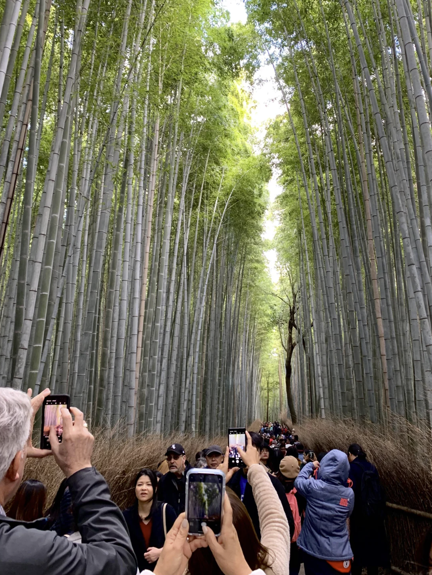 Arashiyama Bambuswald in Kyoto Japan