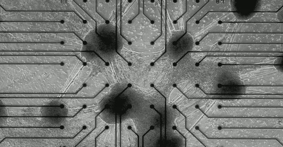 first biological computer with living brain cells from cortical labs