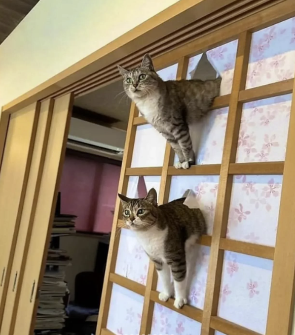 Die lustigsten Fails der Woche: Katze