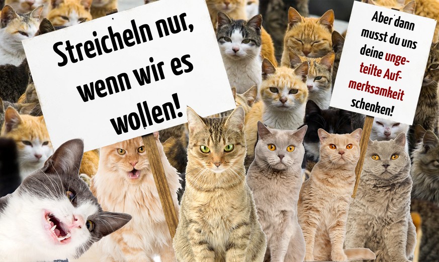 Gegen was Katzen protestieren würden