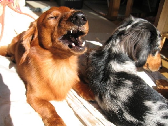 cute news animal dog https://imgur.com/gallery/VMTkD