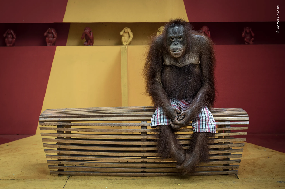 Aaron Gekoski (UK) observes an orangutan sitting quietly in checked shorts, beneath painted figures of the three wise monkeys.
https://www.nhm.ac.uk/wpy/gallery/2024-see-no-evil?tags=ed.current