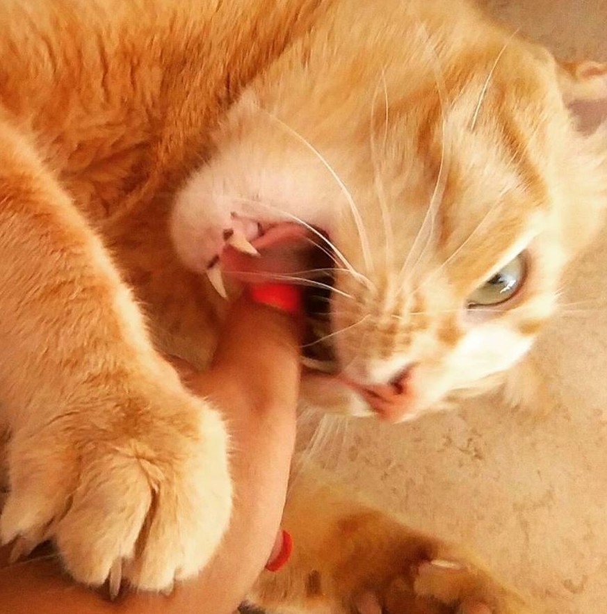 Autsch! 10 Fakten über Katzen, die wir auf die harte Tour lernen mussten