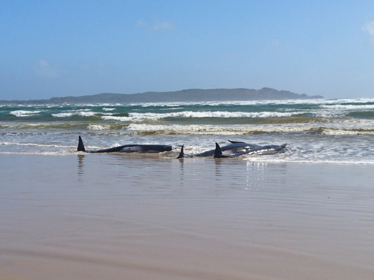 A supplied image obtained on Monday, September 21, 2020, of A pod of whales, believed to be pilot whales, that have become stranded on a sandbar at Macquarie Harbour, near Strahan, on Tasmania's  ...