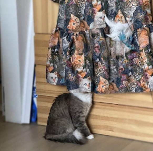 cute news tier katze

https://www.reddit.com/r/confusing_perspective/comments/1j9vels/tiny_cat_head/