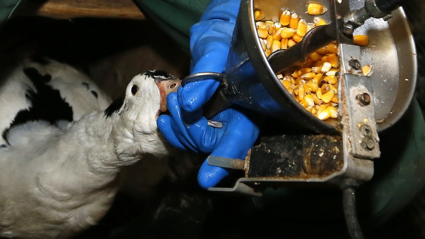 Fois gras producer Robin Arribit force-feeds a duck with corn in La Bastide Clairence, southwestern France, Thursday, Dec.8, 2016. Despite a new outbreak of bird flu in France, foie gras producers are ...