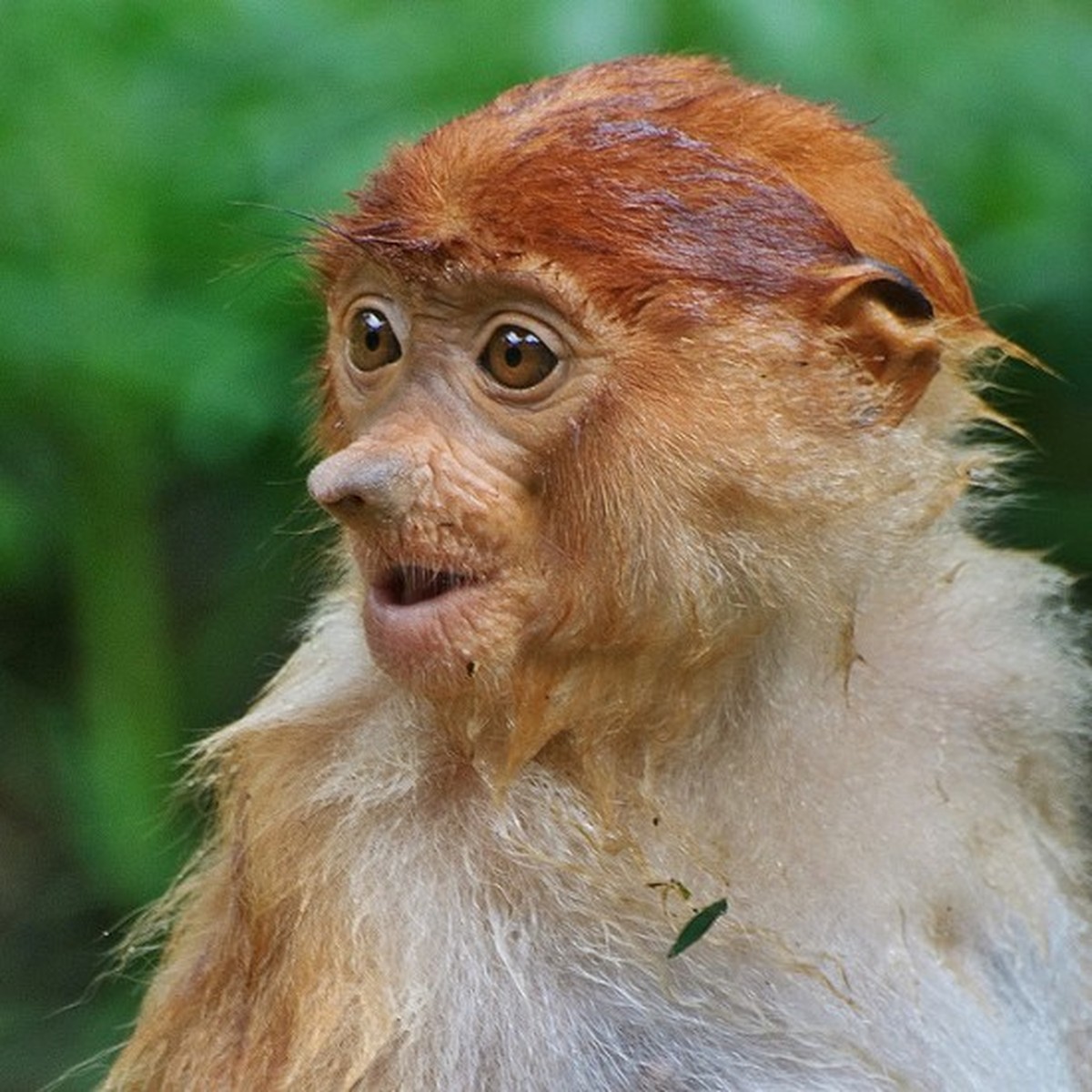Diese süssesten und lustigsten Tier-Bilder sind alles, was du heute gesehen haben musst
Ein Näschen für Cute News.
Danke für die Süssmomente.
