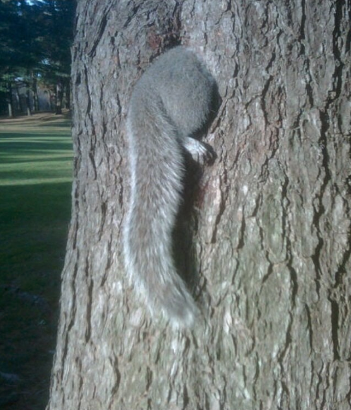 Eichhörnchen
Cute News