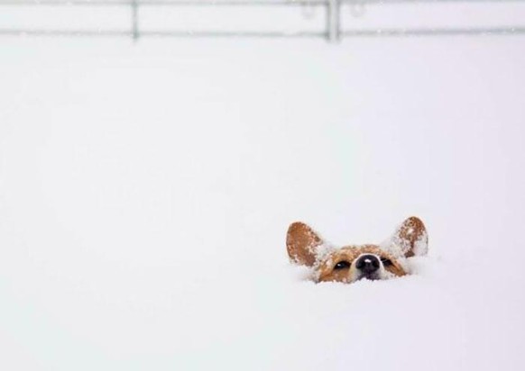 corgi hund dog

https://www.boredpanda.com/cute-funny-corgi-pictures/?utm_source=google&amp;utm_medium=organic&amp;utm_campaign=organic