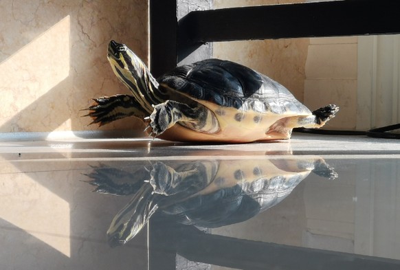 cute news tier schildkröte

https://www.reddit.com/r/NatureIsFuckingLit/comments/1fdcig7/tortoise_chilling_in_the_sunlight/