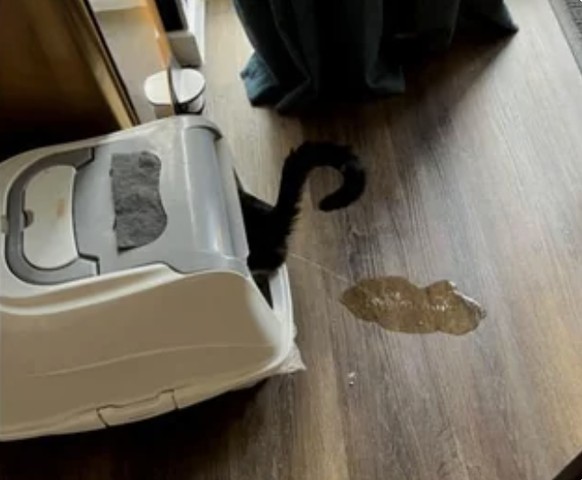 Die lustigsten Fails der Woche: Katze