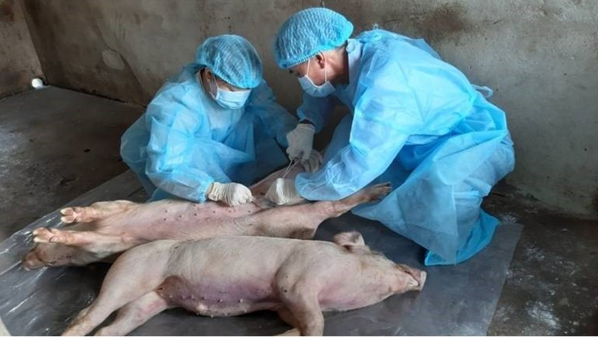 In this June 16, 2019, photo, animal health workers take samples from dead pigs in Duc Hoa district, Long An province, Vietnam. Asian nations are scrambling to contain the spread of the highly contagi ...