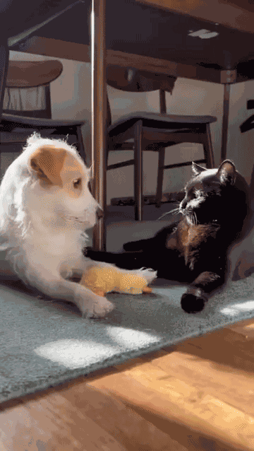 Animiertes GIF