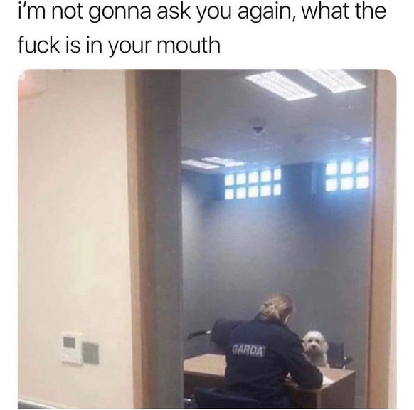 Funny dog ​​memes for world dog day.