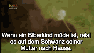 Animiertes GIF