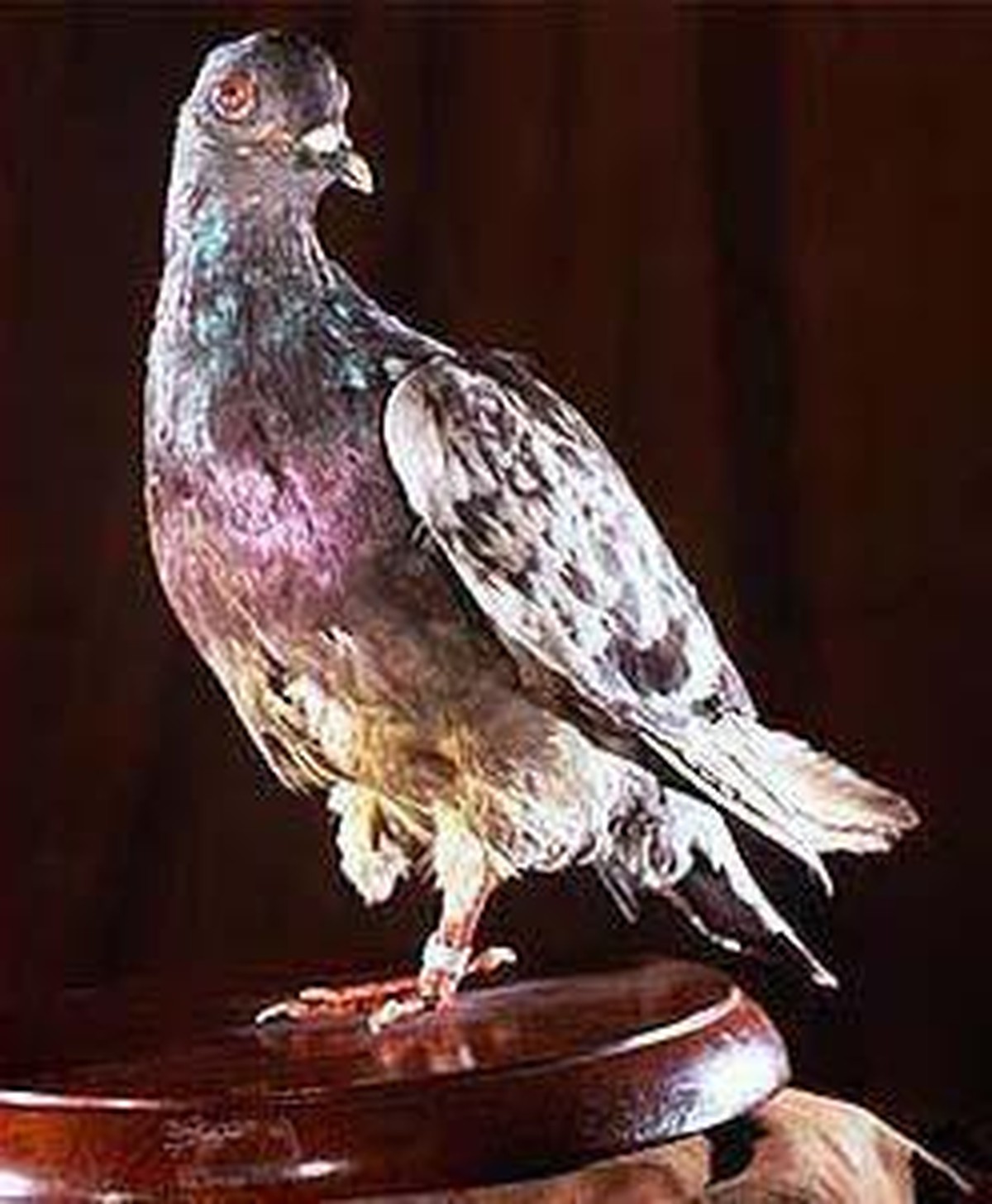 Die ausgestopfte Taube Cher Ami.
https://de.wikipedia.org/wiki/Cher_Ami#/media/Datei:Cher_Ami.jpg