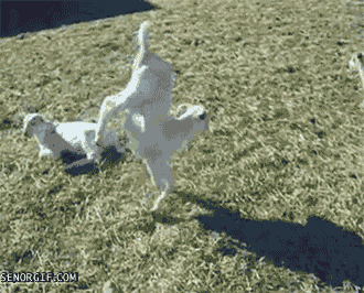 Animiertes GIF