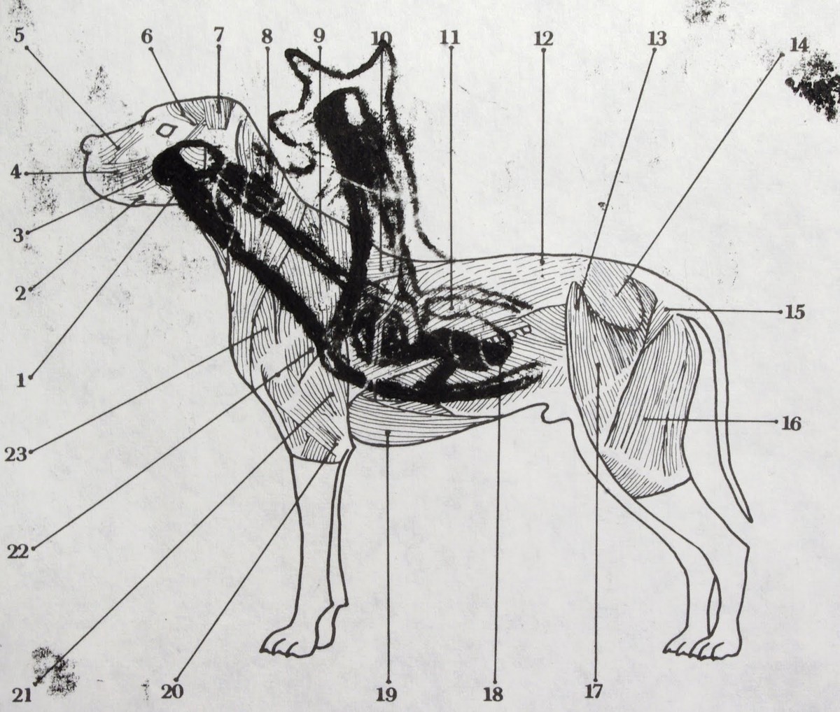 Skizze zu Demichows Experiment.