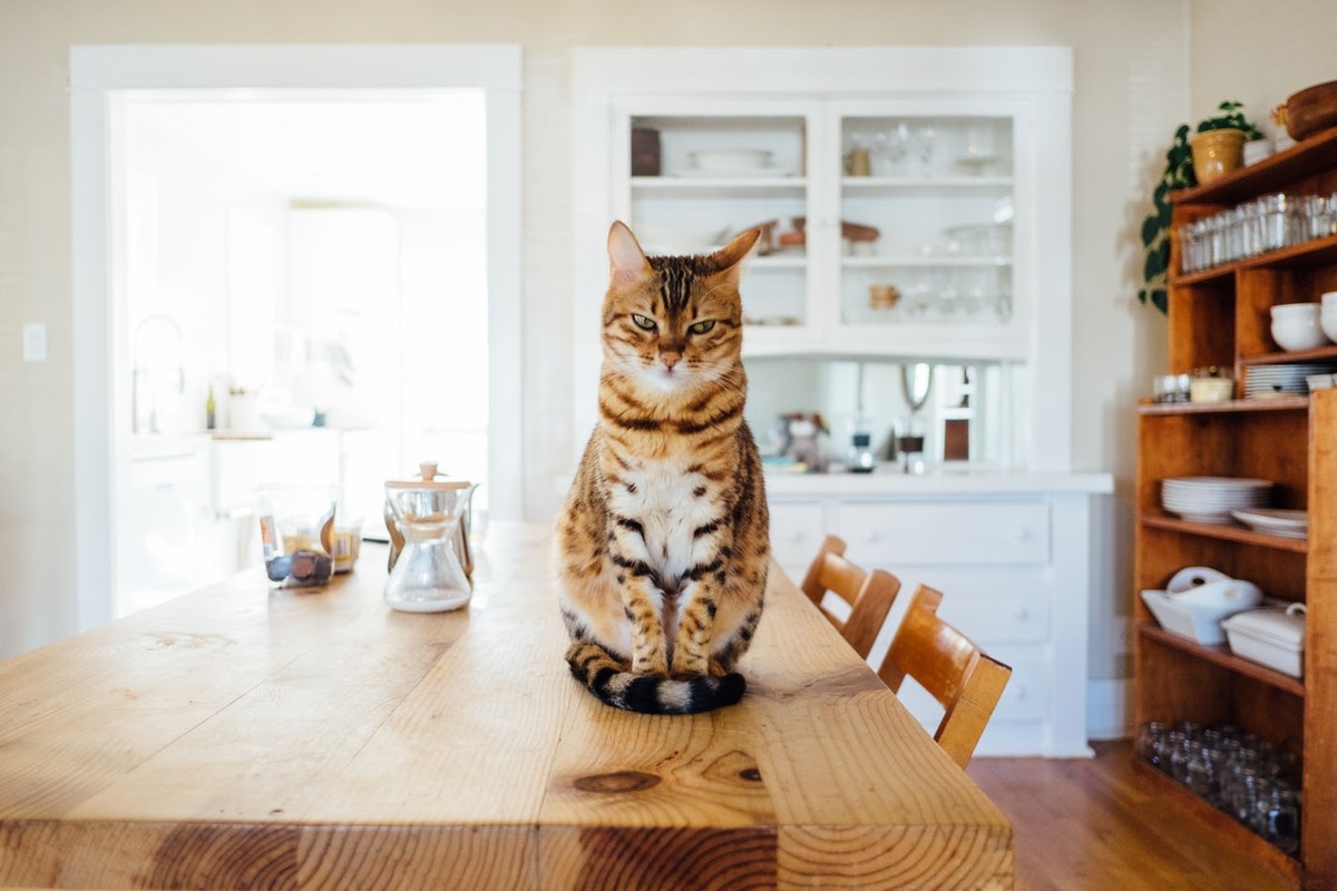 Katze sitzt auf Tisch
https://unsplash.com/photos/w2DsS-ZAP4U