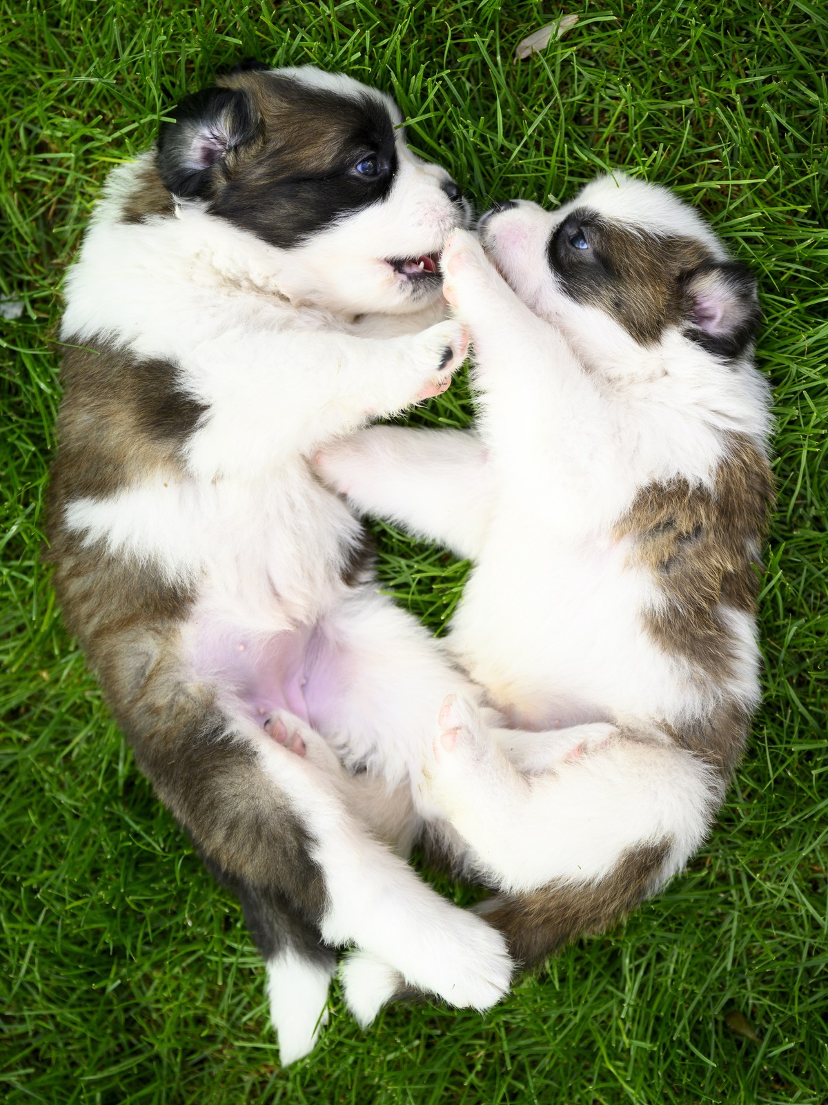 epa10146888 Two of seven one month old puppies Sant-Bernard play in the grass at the Barry Foundation's kennel, in Martigny, Switzerland, 30 August 2022. The Saint Bernard dog "Edene du Gran ...