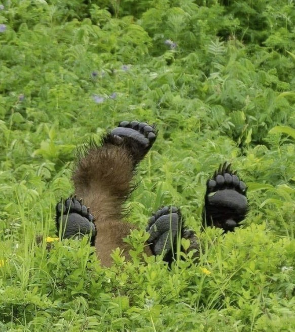Cute News: Die herzigsten und besten Tierbilder der Woche: Bär