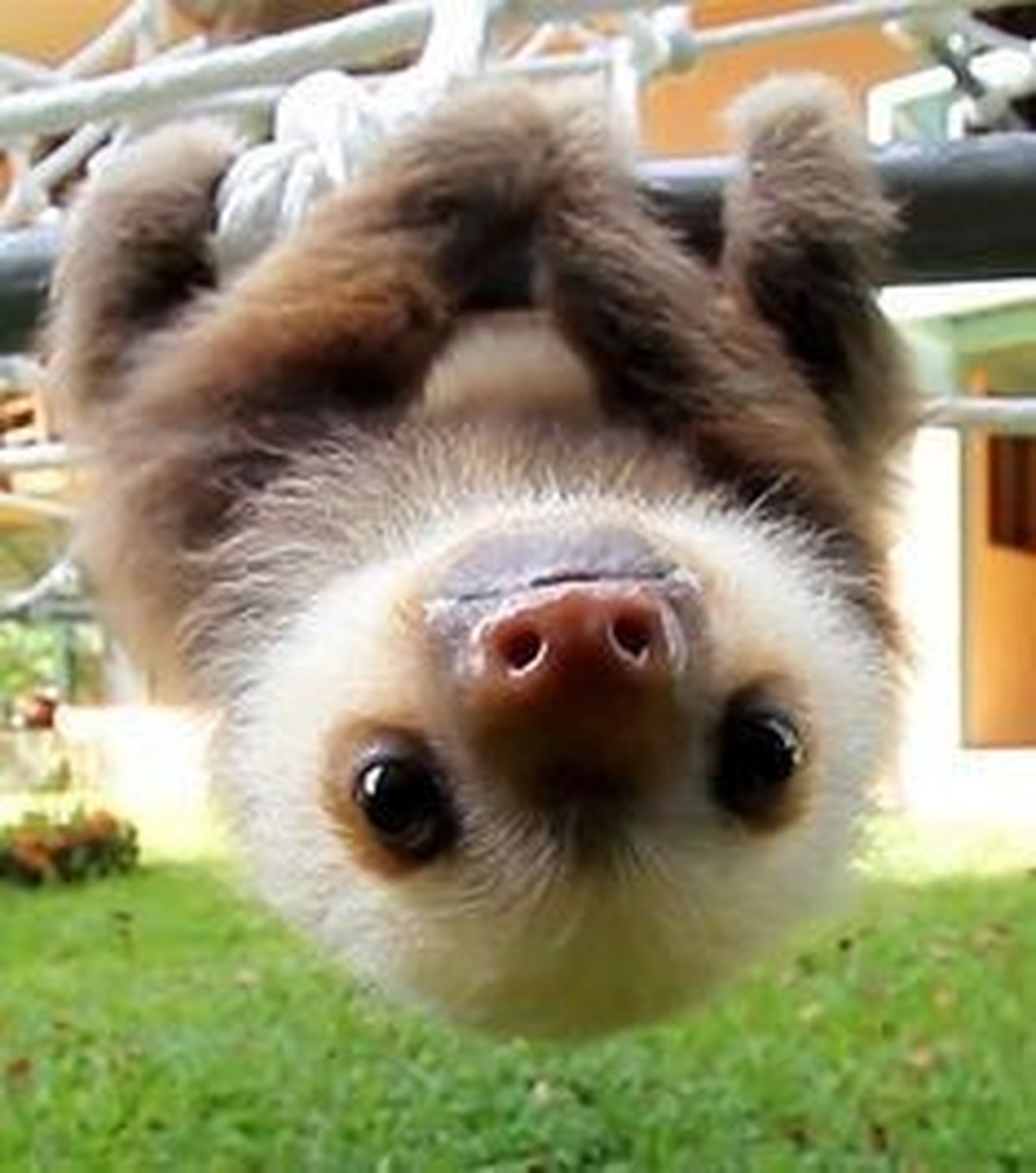 cute news tier faultier

https://www.pinterest.ch/pin/1125968651006106/