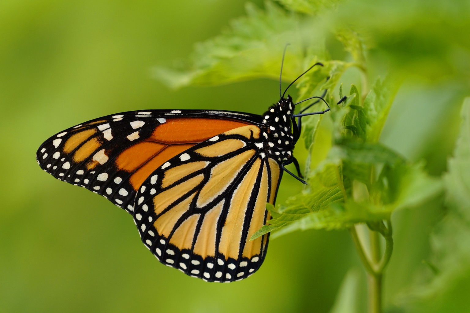 FILE - A monarch butterfly pauses in a garden, July 11, 2021, in Marple Township, Pa. Populations of a vulnerable species of marine mammal, numerous species of abalone and a type of Caribbean coral ar ...