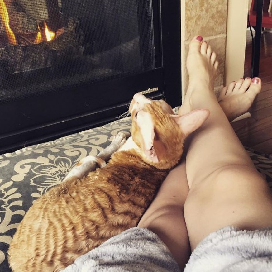 9 praktische Verwendungszwecke für eine Katze