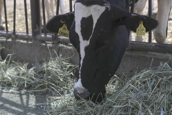 epa12238317 A cow at a dairy and cheese production facility in Juarez City, Mexico, 14 July 2025. The partial closure of beef exports in the United States has caused a spike in cattle prices on the in ...