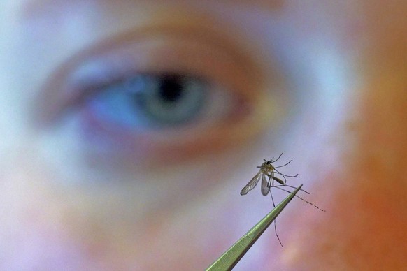 FILE - A municipal biologist examines a mosquito in Salt Lake City, Aug. 26, 2019. (AP Photo/Rick Bowmer, File)
West Nile Virus