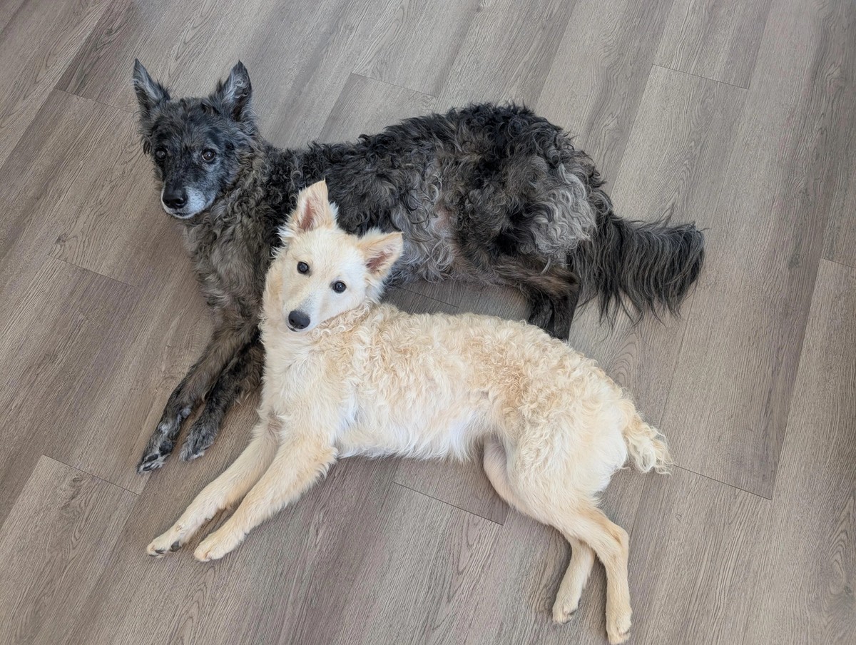 cute news tier hund mudi

https://www.reddit.com/r/rarepuppers/comments/1k5h1nh/two_freshly_washed_mudis/