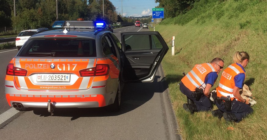 Buchrain LU, 3. Oktober 2016, 15:45 Uhr: Die Polizei hat auf der Autobahn A 14 in Buchrain eine entlaufene Ziege eingefangen. Das Tier konnte von seinem Besitzer auf dem Polizeiposten Ebikon abgeholt  ...