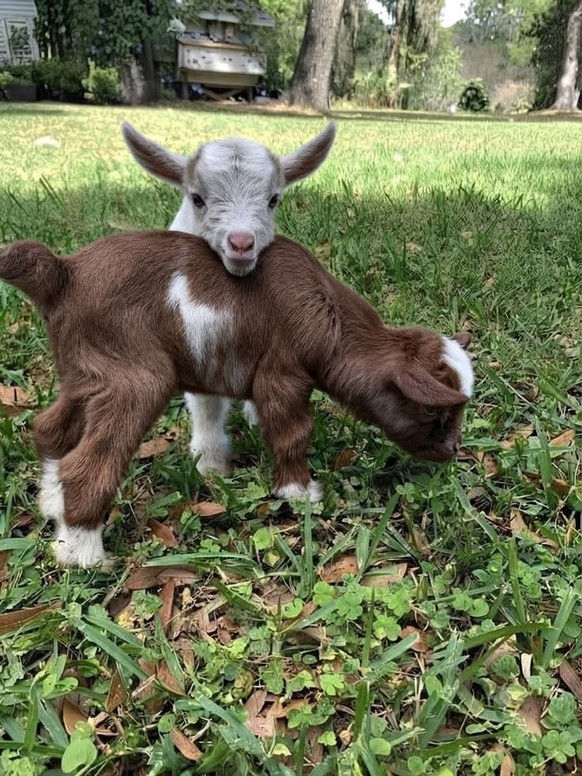 cute news ziegen

https://ch.pinterest.com/pin/1121888957219165373/