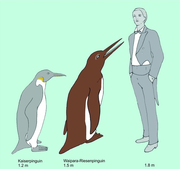 Der Waipara-Riesenpinguin im Grössenvergleich zu einem Kaiserpinguin (dem grössten lebenden Pinguin) und einem Menschen.