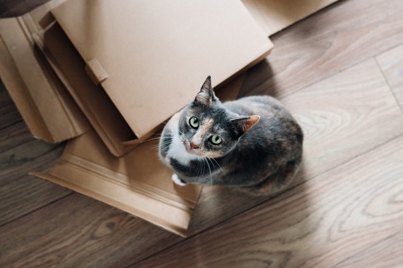 Katze sitzt auf Karton
https://unsplash.com/photos/e7Y1mmEw9js