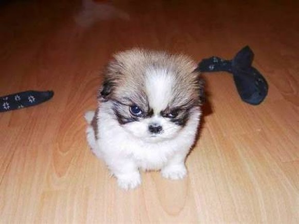 Kleiner, böser Hund
Cute News
https://imgur.com/gallery/GwSqqMY