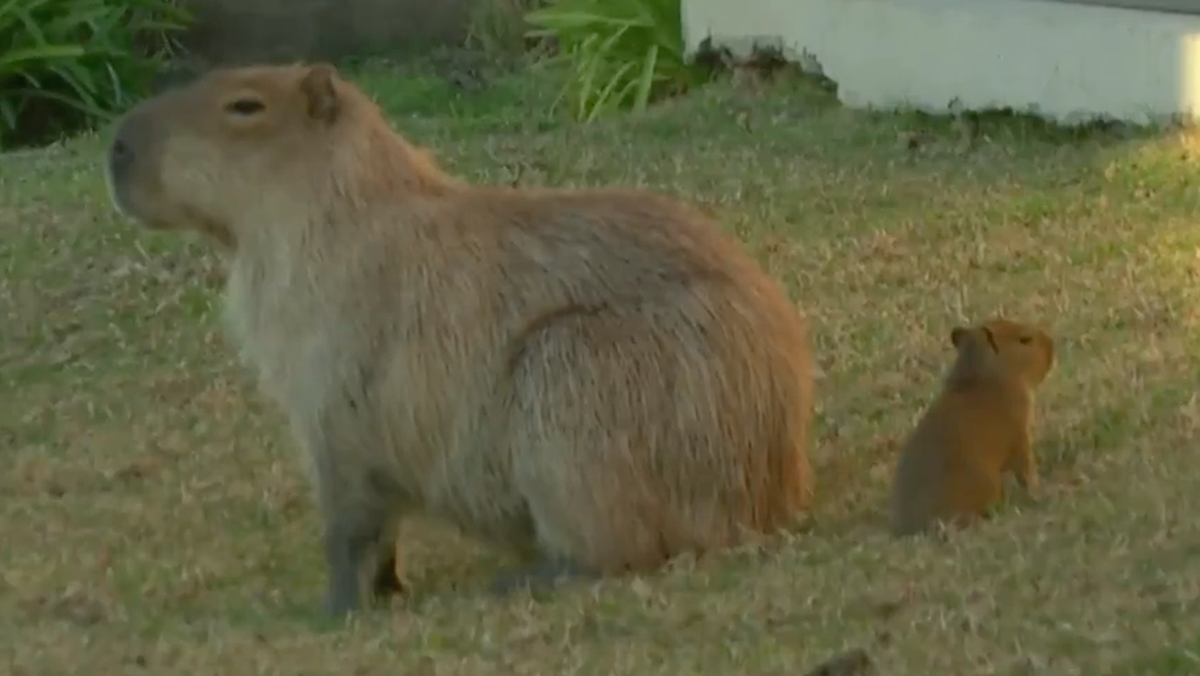 Ein Capybara und sein Jungtier in Nordelta, nördlich von Buenos Aires.