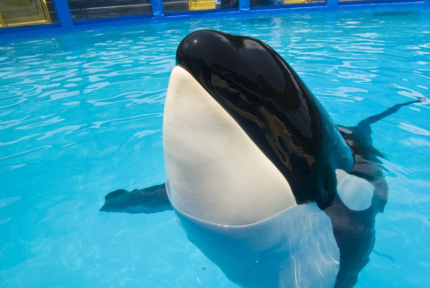 FILE - In this 2010, file photo provided by the Miami Seaquarium, the orca whale known as Lolita is in her pool at the facility in Miami. A lawsuit filed Monday, July 20, 2015, by animal rights groups ...