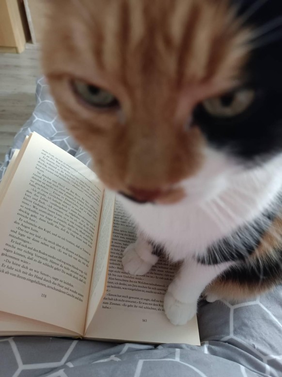 cute news animal cat https://www.reddit.com/r/ FunnyAnimals/comments/19djtrb/i_heard_youre_trying_to_read_a_book/