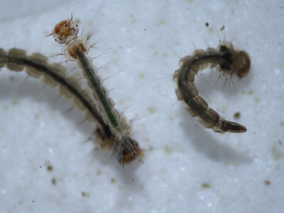 Aedes aegypti mosquitoes larvae are seen through a stereoscopic microscope as part of a research on preventing the spread of the Zika virus and other mosquito-borne diseases at a control and preventio ...