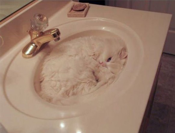 Katze liegt im Lavabo getarnt.

https://www.pinterest.com/pin/78179743511204763/