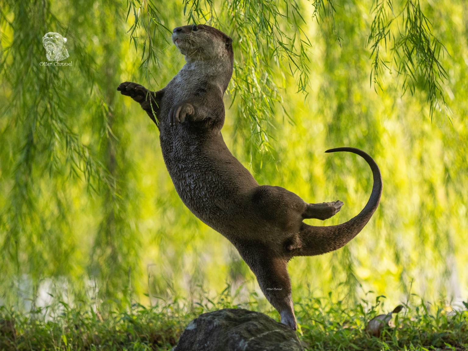 The Comedy Wildlife Photography Awards 2023
Otter Kwek
Singapore
Singapore

Title: Otter Ballerinas
Description: Arabesque otter
Animal: Smooth coatred Otter
Location of shot: Singapore