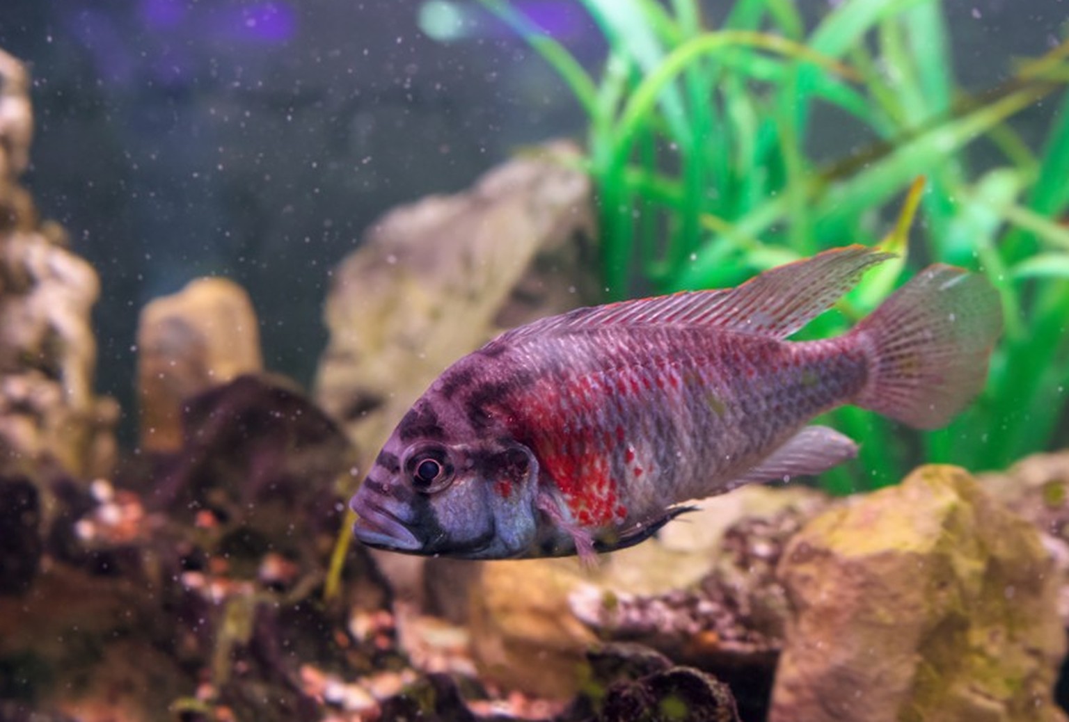 Astatotilapia burtoni aus der Familie der Buntbarsche.