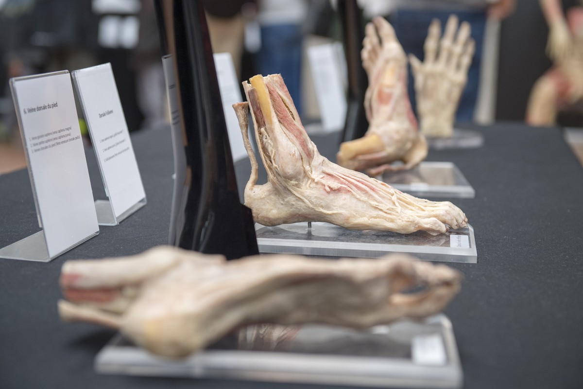 Plastinierte menschliche Fuesse in der Ausstellung "Bodies Exhibition", am Sonntag, 7. Oktober 2018, in Bern. Die Ausstellung praesentiert 250 Exponate des menschlichen Koerpers, bestehend a ...