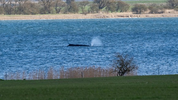 KEYPIX - 31.03.2026, Mecklenburg-Vorpommern, Insel Poel: Der Buckelwal liegt am Nachmittag noch immer in vor der Insel Poel fest. (KEYSTONE/DPA/Stefan Sauer)