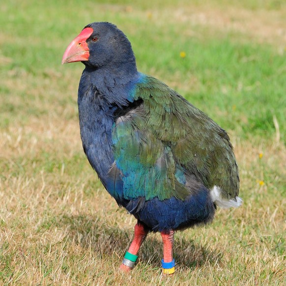 südinseltakahe (Porphyrio hochstetteri)