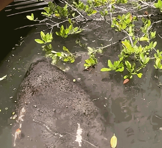 Animiertes GIF